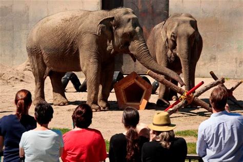 Elephant Day Unforgettable At Buttonwood Park Zoo