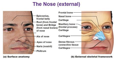 Nose Anat Respiratory System Nose Anatomy