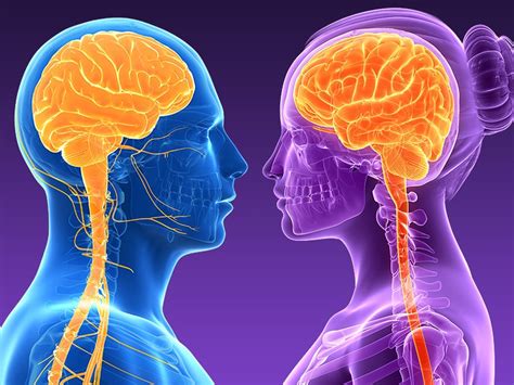 Brain Autopsy Shows Sex Specific Differences In Depression