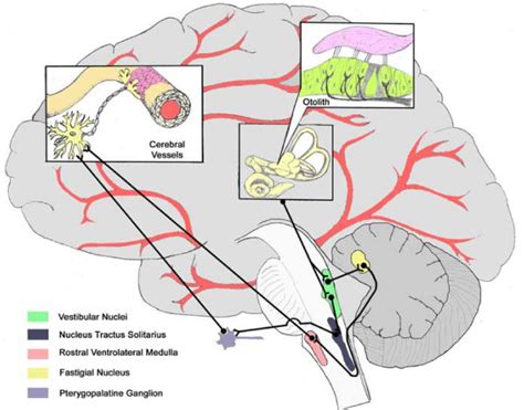 Vestibular Cerebrovascular Connections Anatomical Connections