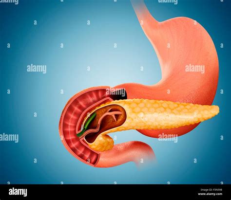 Cross Section Of Pancreas Illustration Stock Photo Alamy