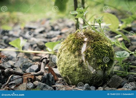 Old Tennis Ball In Nature Macro Stock Photo Image Of Rock Ball 76481222
