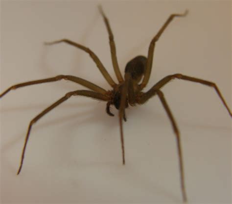 Brown Recluse Spider Loxosceles Reclusa Is A Spider With A Venomous