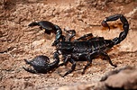 Emperor Scorpion | Animals, Zoology, Scorpion