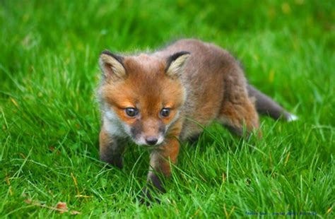 Fox Cubs Kits And Pups Baby Animal Zoo