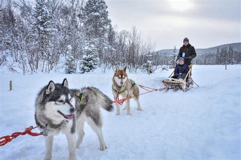 A Husky Dog Sled Carrying A Sleigh With People In A Snowy Forest Stock