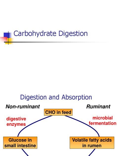2 Carbohydrate Digestion Ruminant Digestion
