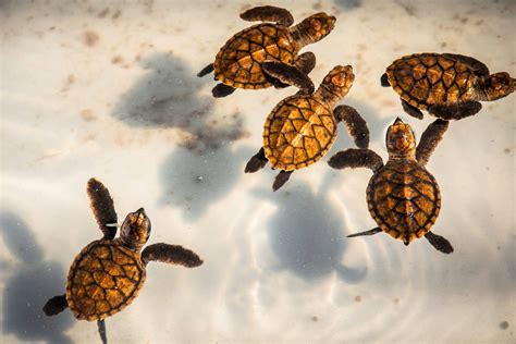 Download Terrapin Water Turtle Babies Swimming Photography Wallpaper