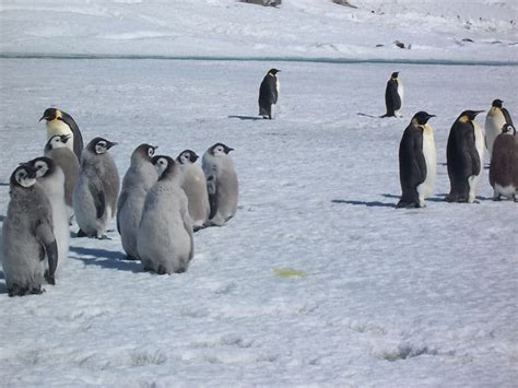 Emperor Penguin Bird Facts Aptenodytes Forsteri Az Animals
