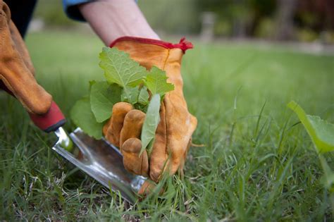 Weeding Services Sydneys Trusted All Green Gardening