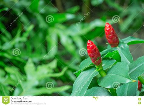 Certain types are appropriate for special events. Two Flower Buds In A New Concept To Symbolize Love And ...