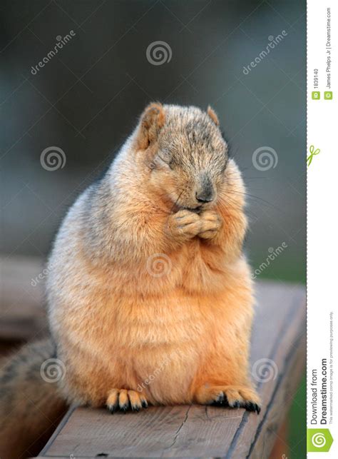 Praying Squirrel Stock Photo Image Of Lazy Chipmunk 1839140