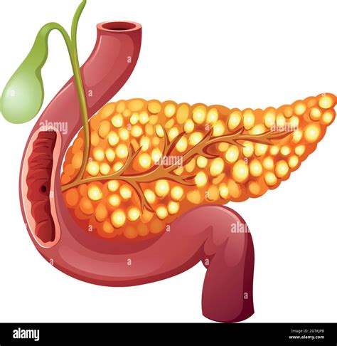 Pancreatic Tissue Cut Out Stock Images And Pictures Alamy
