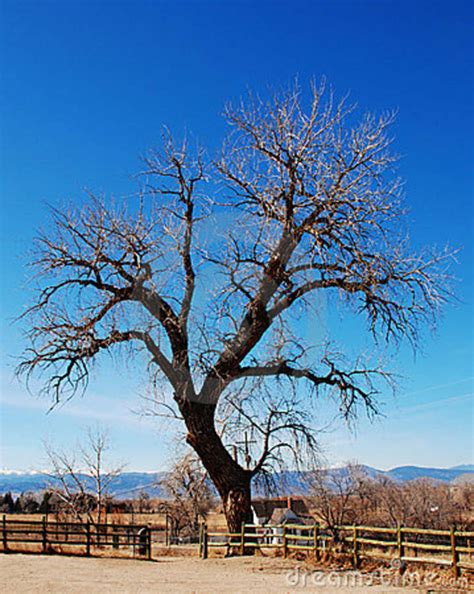 Lone Bare Cottonwood Tree Stock Image Image Of Tree Twigs 8446721