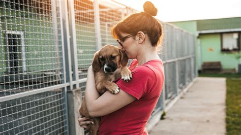 Una Guía Para La Adopción Responsable De Mascotas State Farm