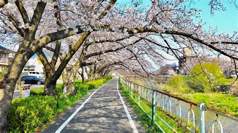 4k Relaxing Cherry Blossom Walking Tour In Japan Nagoya River Path