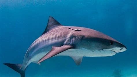 Petition · End The Brutal Practice Of Shark Finning ·