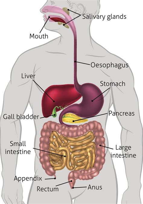 The walls of the small intestine absorb water and the digested nutrients into your bloodstream. Human Digestive System Tract | Human digestive system ...