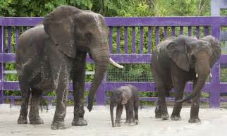 Baby Elephant Born At Disneys Animal Kingdom Takes Centre Stage After