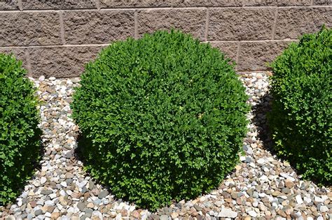 Green Velvet Boxwood Is A Great Low Maintenance Evergreen Plant