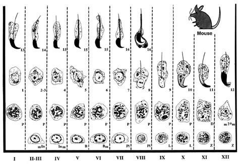 Stages Of Spermatogenesis And Steps Of Spermiogenesis In The Mouse The