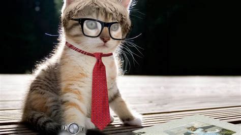 Funny Cat Desktop Wallpapers Top Free Funny Cat Desktop Backgrounds Wallpaperaccess