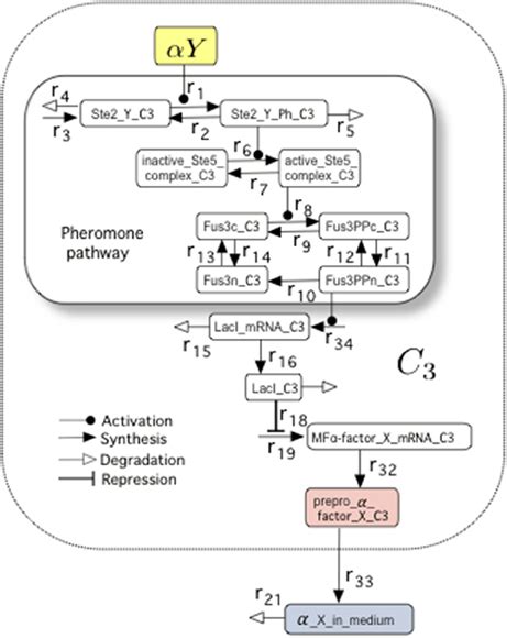 The Molecular Composition Of The Pheromone Pathway Which Appeared