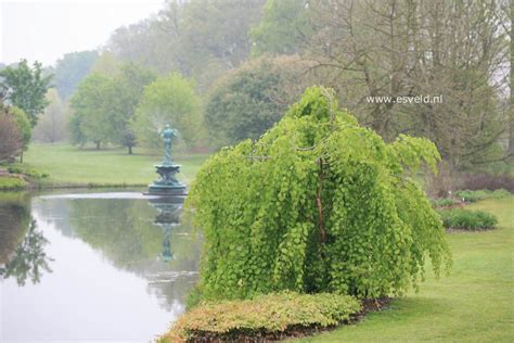 Pictures And Description Of Cercidiphyllum Japonicum Pendulum