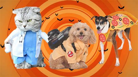 16 Of The Cutest Ever Dog Cat Costumes For Halloween Cat Costumes