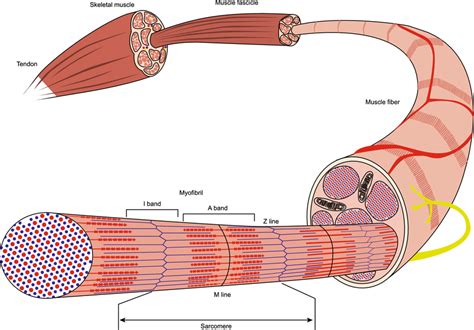 The Structure Of Skeletal Muscle Striated Muscle Fiber