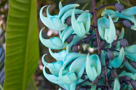 It's that time of year again... - San Diego Botanic Garden