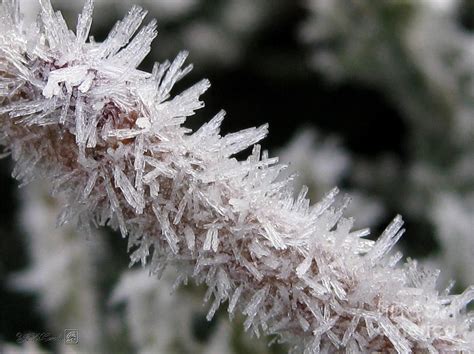Ice Crystal Formation Along A Twig Photograph By J Mccombie Fine Art