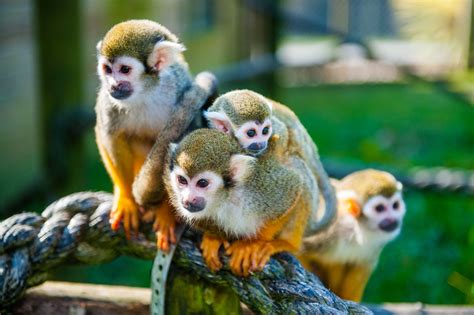 Squirrel Monkey • Fun Facts And Information For Kids