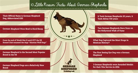 10 Little Known Facts About German Shepherds German Shepherd