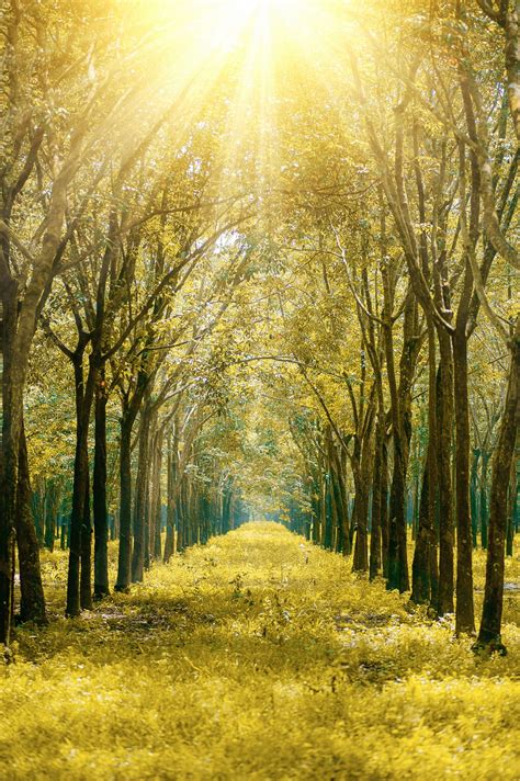 Free Images Natural Landscape Tree People In Nature Sunlight
