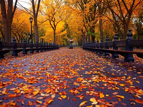 Wallpaper New York Autumn Park Walk Road Bench Yellow Leaves Trees
