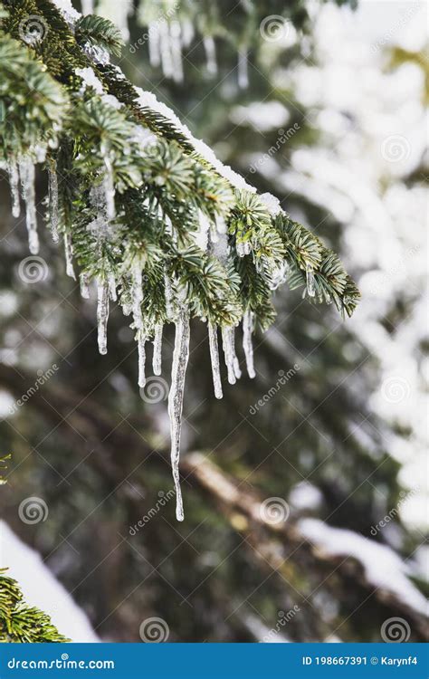 Beautiful Icicles Hanging From A Branch Of An Evergreen Tree Stock