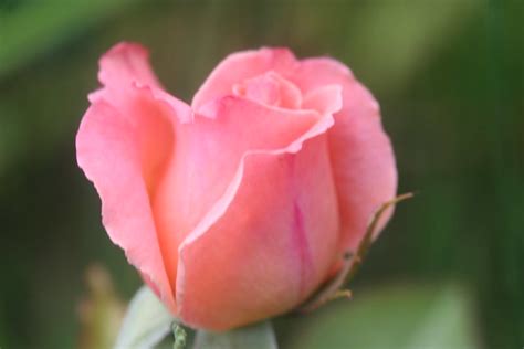 Pink Rosebud Flickr Photo Sharing