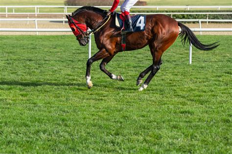 Race Horse Running Stock Photo Download Image Now Istock