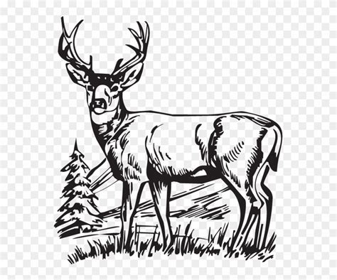 Whitetail Deer Black And White Clip Art Library
