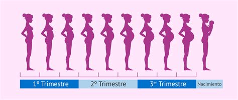 El Embarazo Síntomas Cuidados Y Etapas Del Desarrollo Fetal