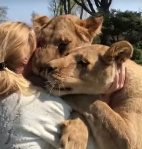2頭のライオンは7年前に救ってくれた女性に飛びついた