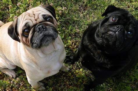 23 Reasons Why Pug Faces Are The Best Dogbuddy Blog