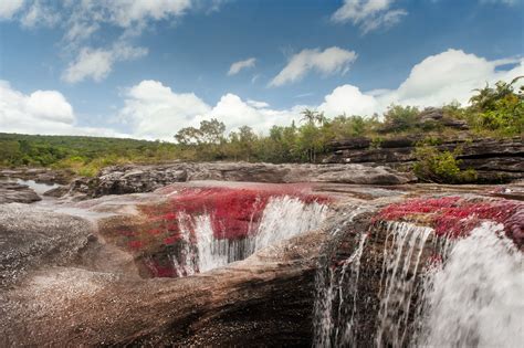 Caño cristales is also known as 'el río de los 5 colores.' (the river of five colours) or the 'liquid rainbow'. Colombia's Caño Cristales reopens to tourism after six ...