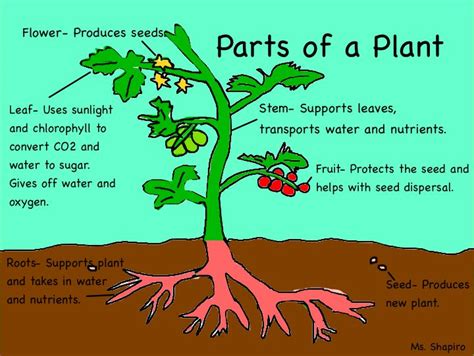 Plant Parts And Functions Mrs Hentrichs Class