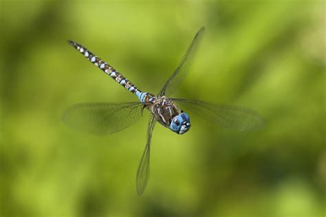 7 Things You Never Knew About Dragonflies Mnn Mother