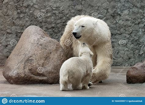 Two Polar Bears Stock Image Image Of Napping North 164433557
