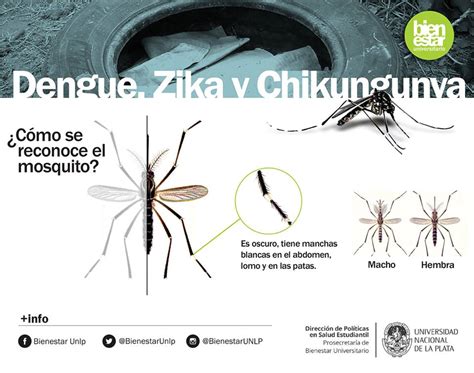 Campaña Preventiva Contra El Dengue Zika Y Chikungunya Unlp