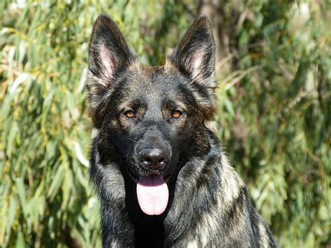 What Is A Sable German Shepherd Dog