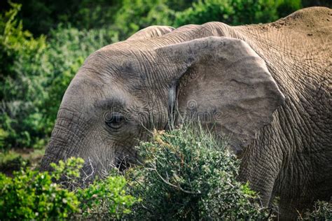 African Elephant Eating In Bushes Close Up View In Addo National Park